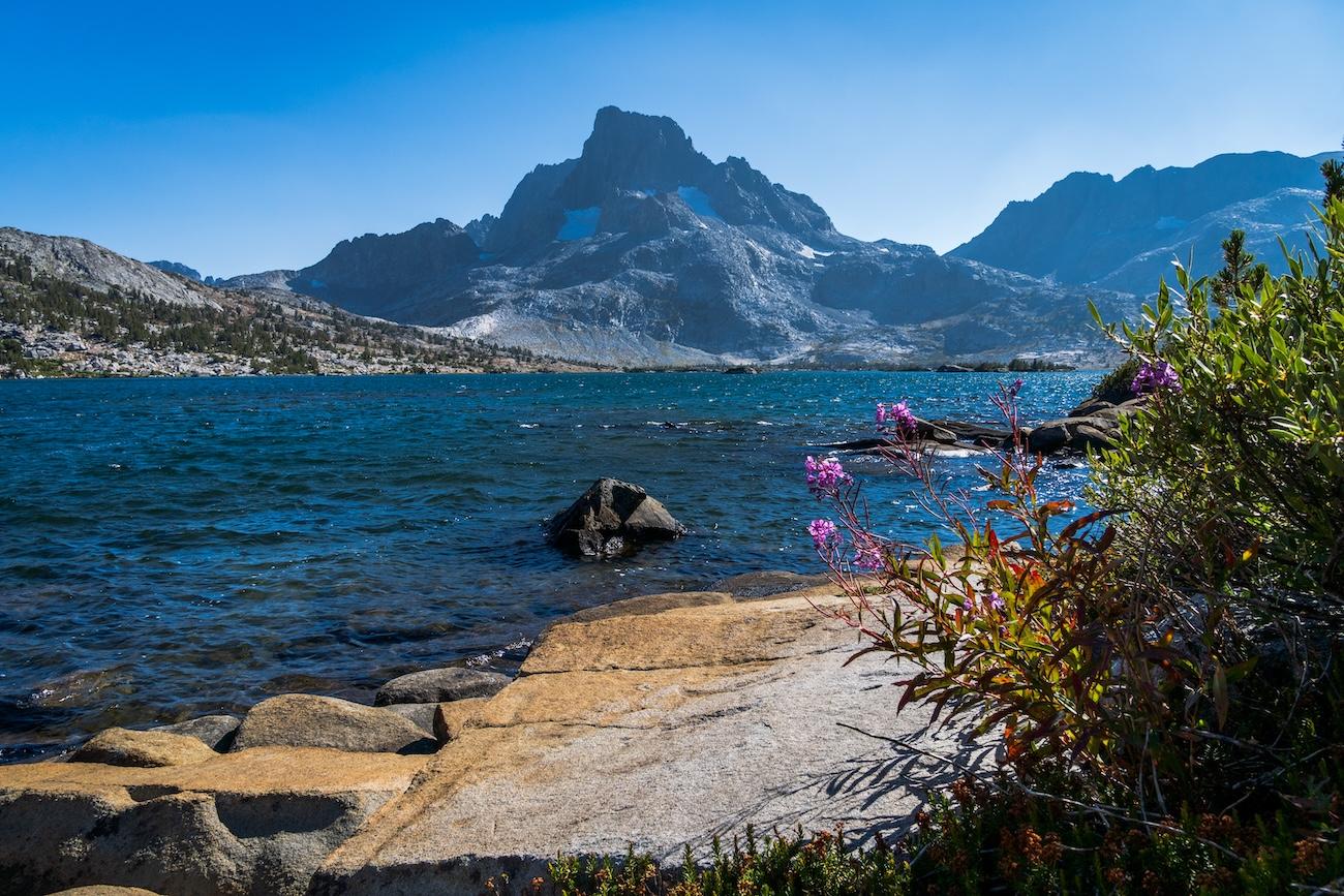 Flowers on the shore of Thousand Island Lake in the Ansel Adams Wilderness of the Sierras