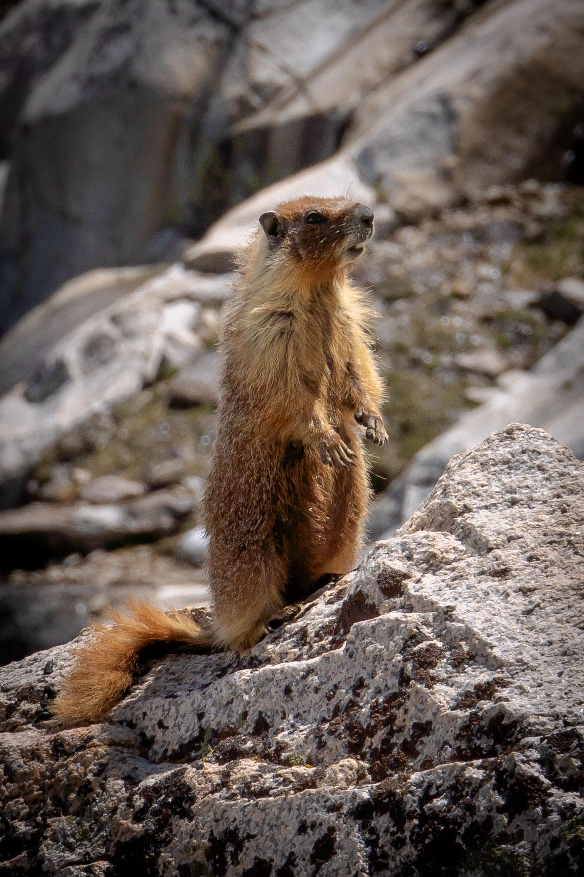 A marmot near the shores of Sapphire Lake in the Evolution Basin of Kings Canyon National park