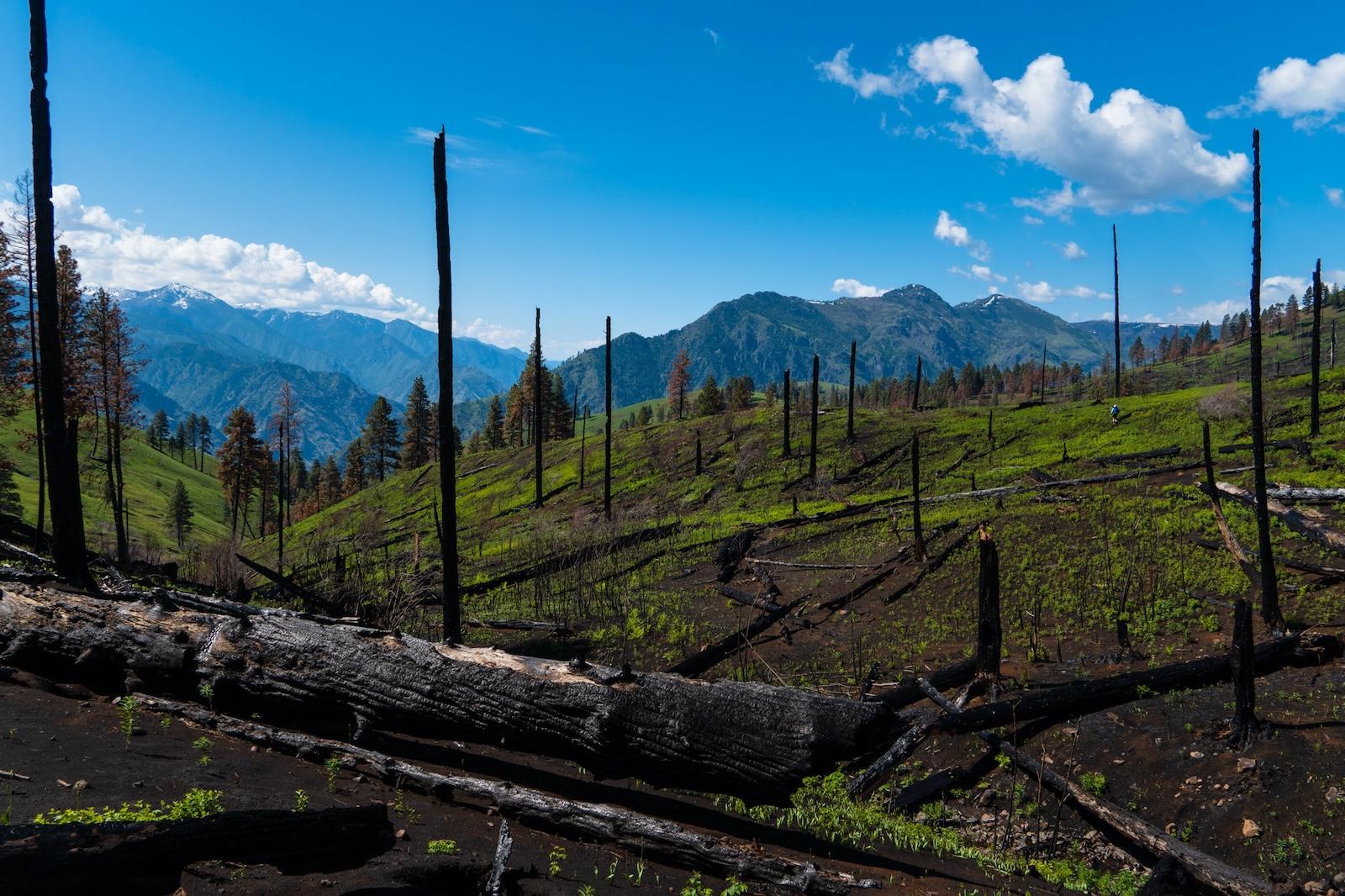 Burnt logs in the Hat Creek drainage in Hells Canyon
