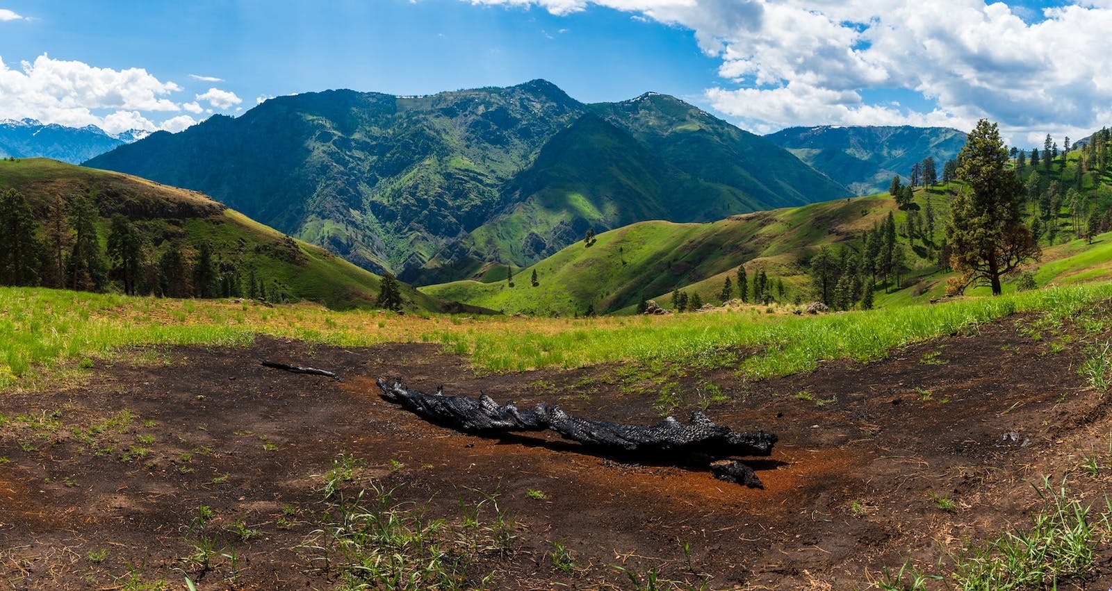 A burnt log and Bear Mountain along the Bench Trail in Hells Canyon Oregon