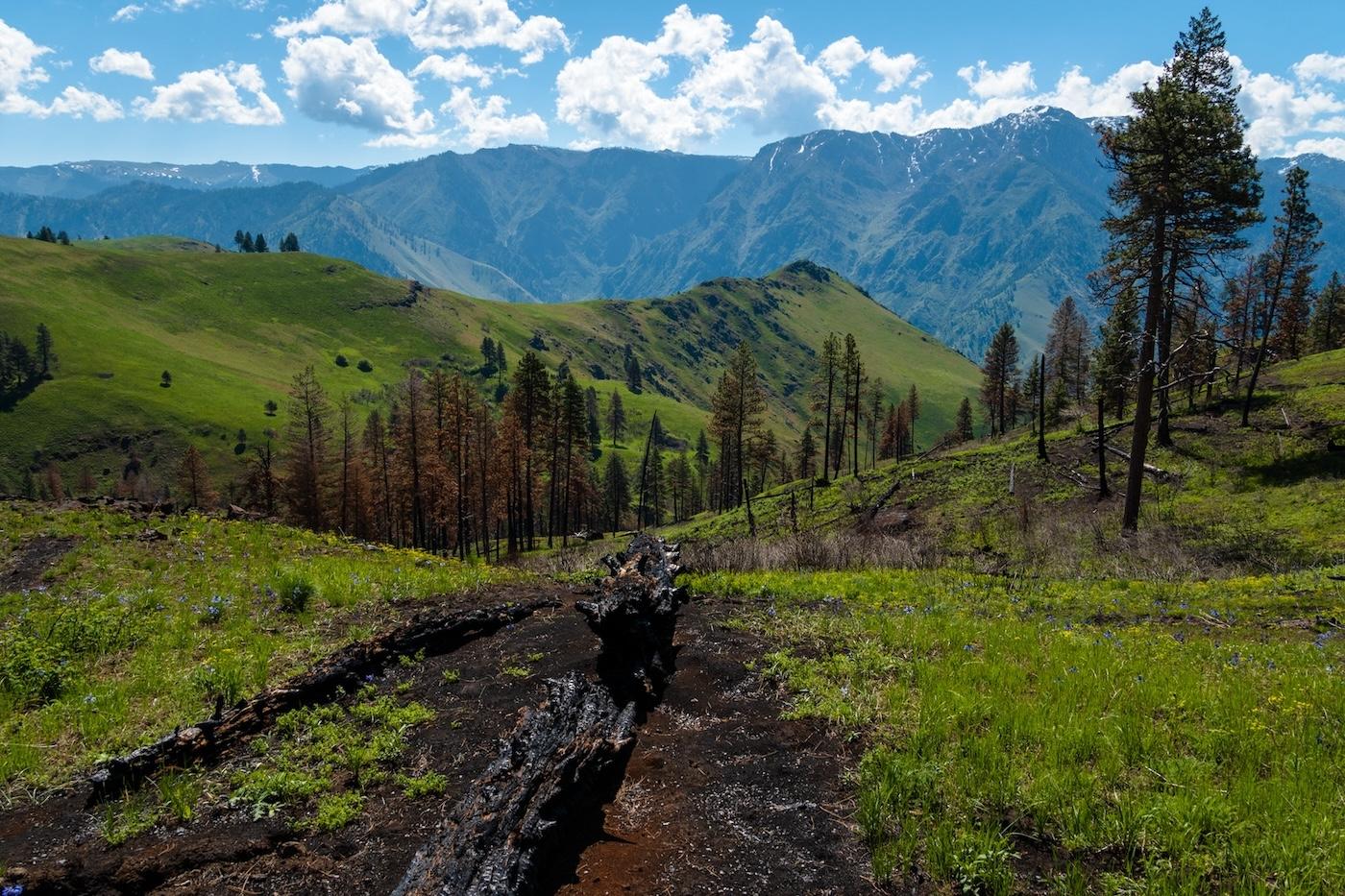 Burnt logs in the Hat Creek drainage in Hells Canyon