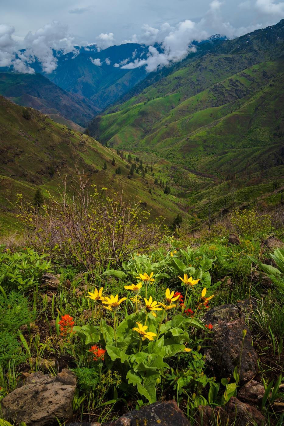 Wildflowers at Freezeout Saddle in Hells Canyon