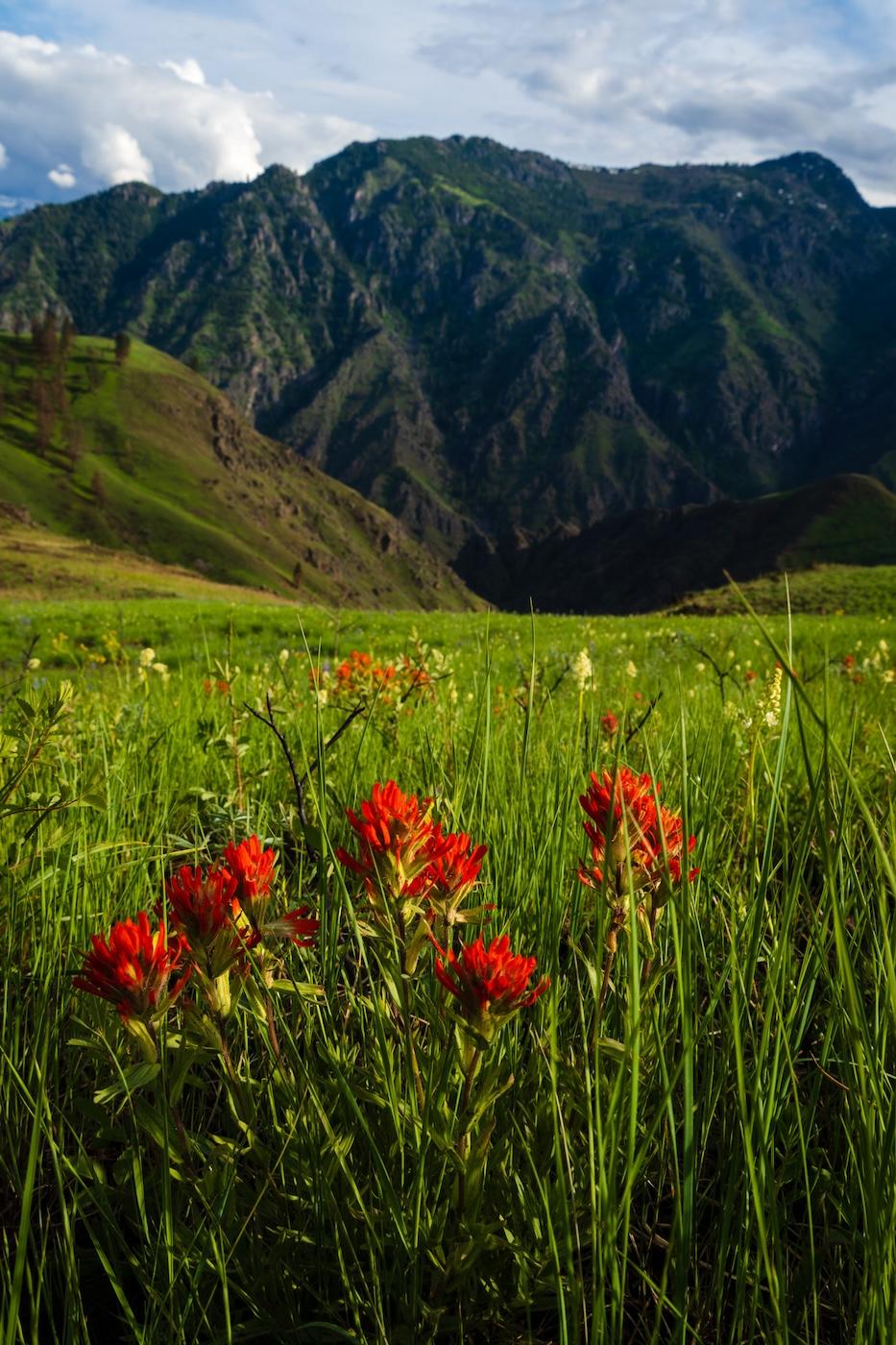 Indian Paintbrush and Bear Mountain in Hells Canyon