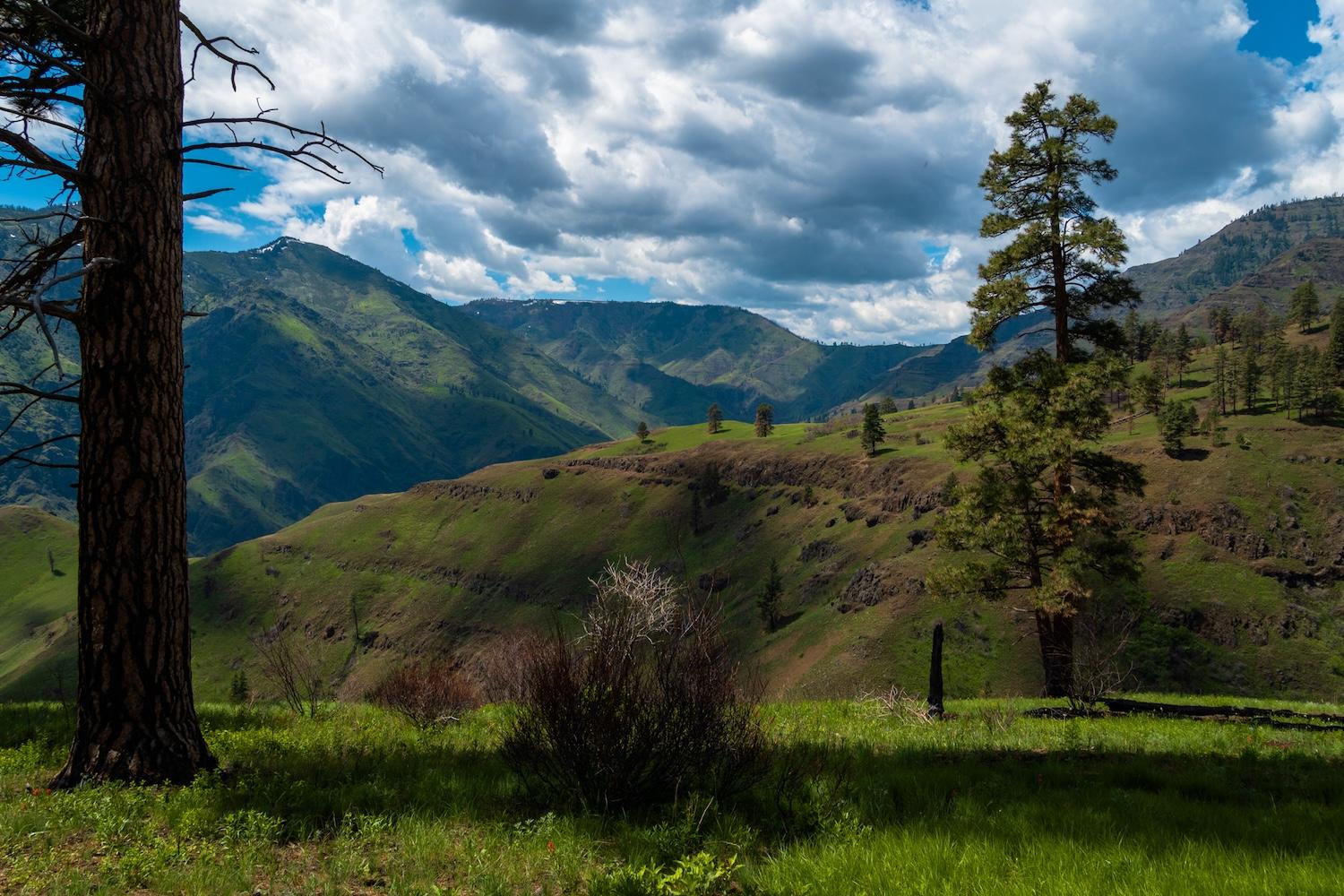 Dramatic shot of pine trees with Freezeout Saddle in the background.  Taken from the Bench Trail in Hells Canyon Oregon