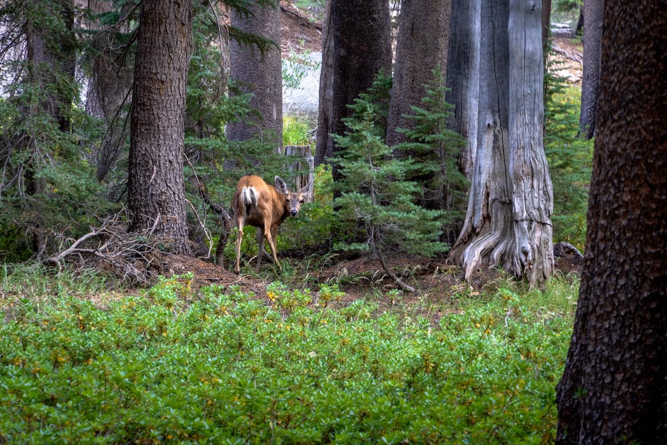 A deer in the Sierras