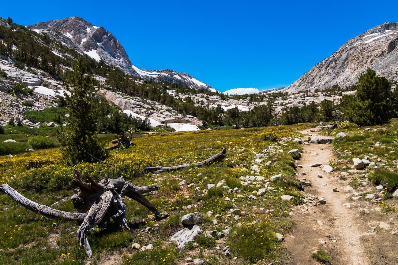 Alpine Meadows below Piute Pass