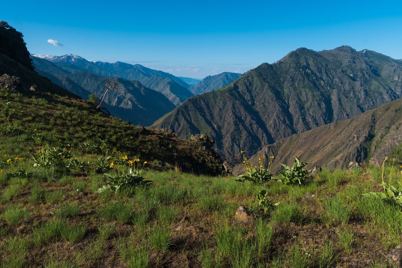 Wild flowers in Hells Canyon