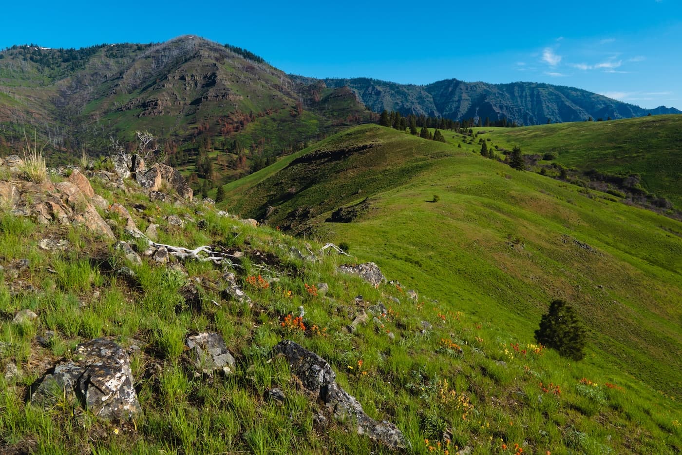 Wild flowers and Hat Point in Hells Canyon Oregon
