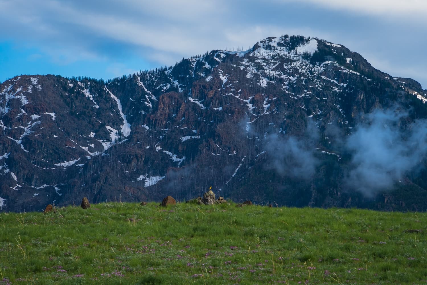 Meadow Lark on a rock in Hells Canyon