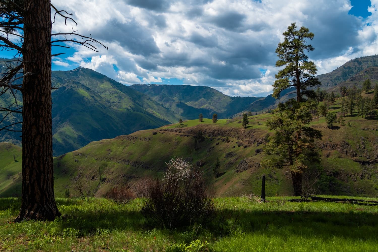 Dramatic shot of pine trees with Freezeout Saddle in the background. Taken from the Bench Trail in Hells Canyon Oregon
