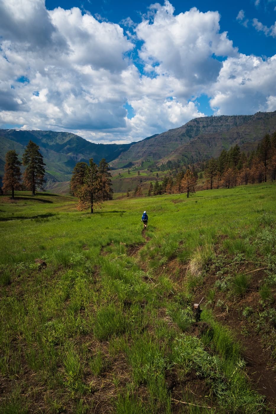 Sam Stych hiking through a meadow on the Bench Trail in Hells Canyon