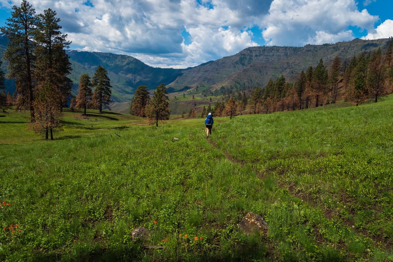 Sam Stych hiking through a meadow on the Bench Trail in Hells Canyon