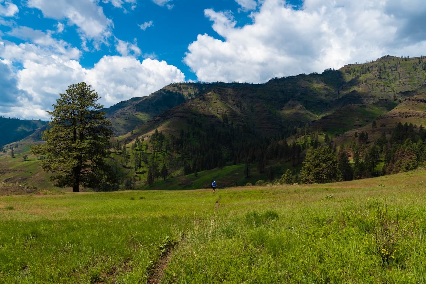 Sam Stych hiking through a meadow on the Bench Trail in Hells Canyon