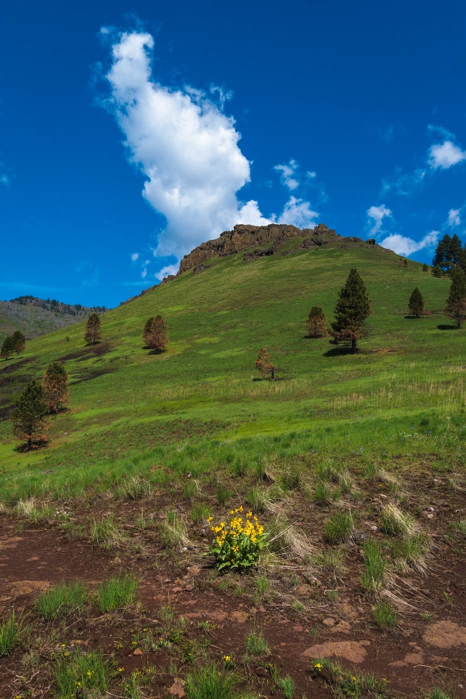 Yellow wild flower along the Bench Trail in Hells Canyon, Oregon