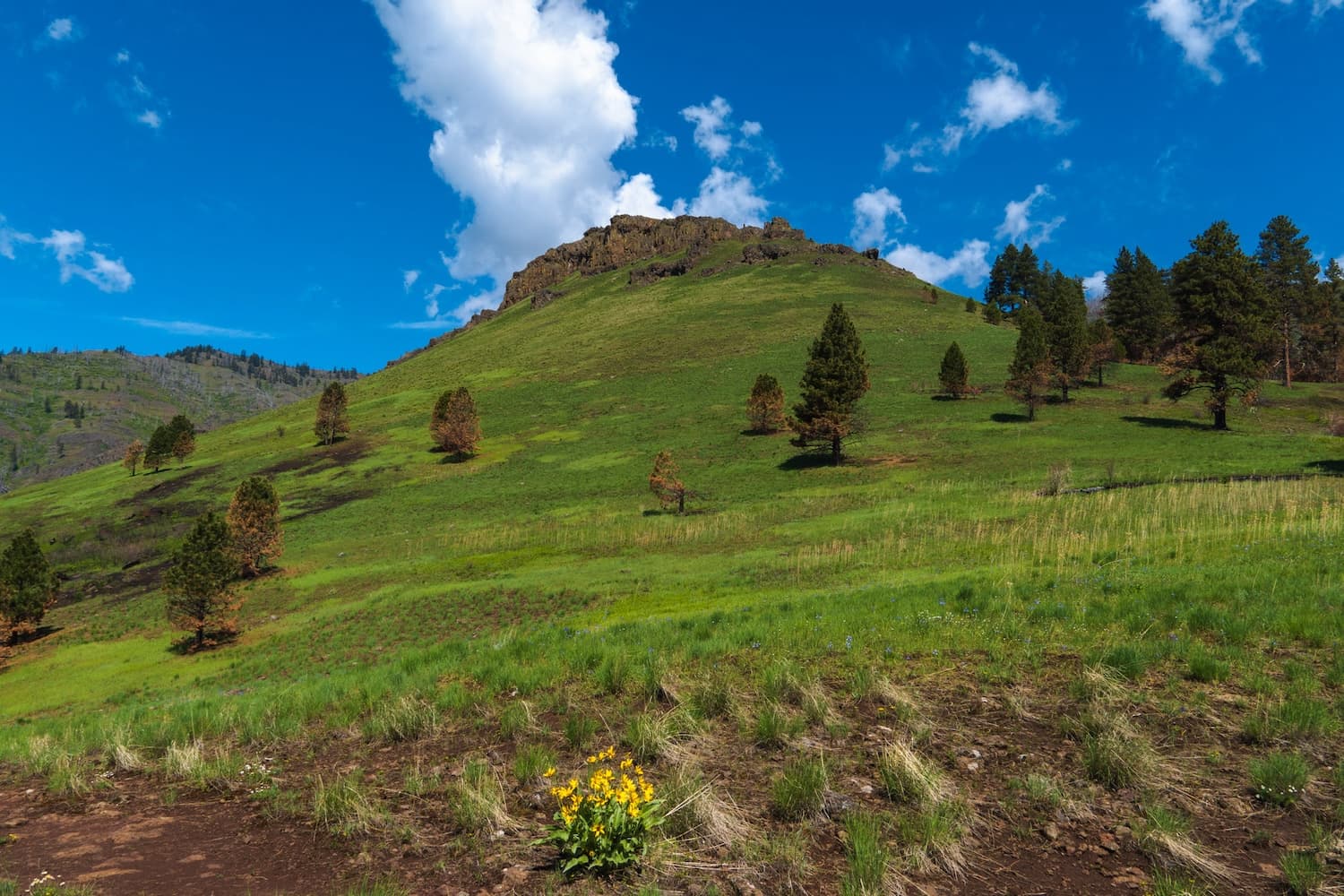 Yellow wild flower along the Bench Trail in Hells Canyon, Oregon