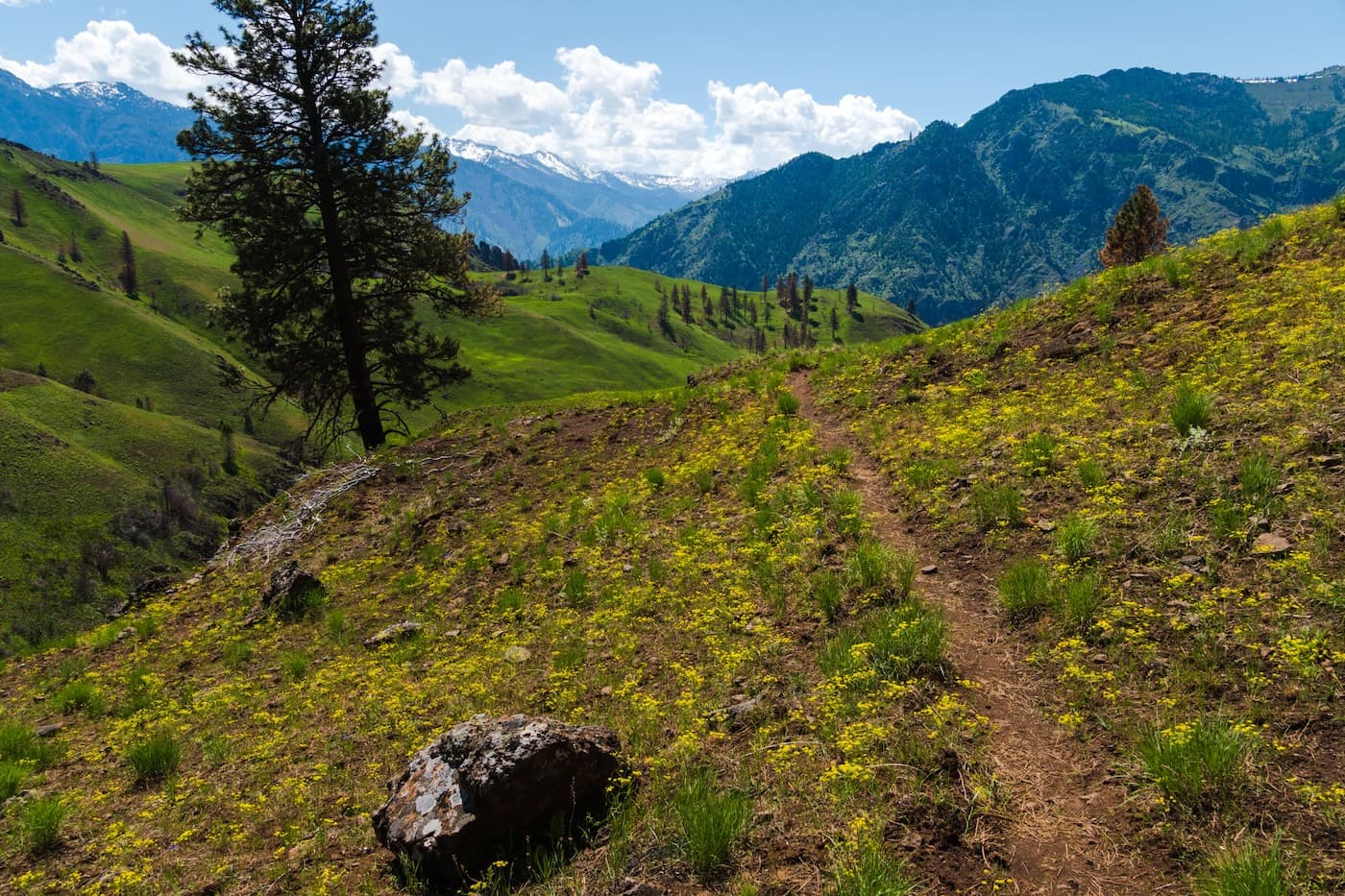 Yellow wild flowers along the Bench Trail in Hells Canyon Oregon