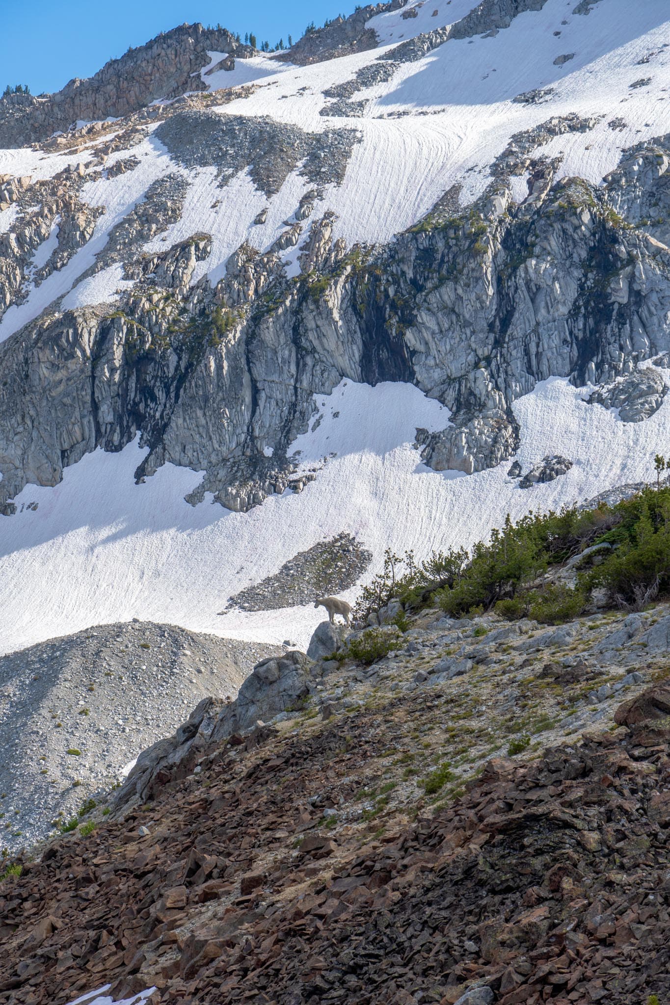 Mountain Goat at Glacier Lake, Wallowa Mountains.